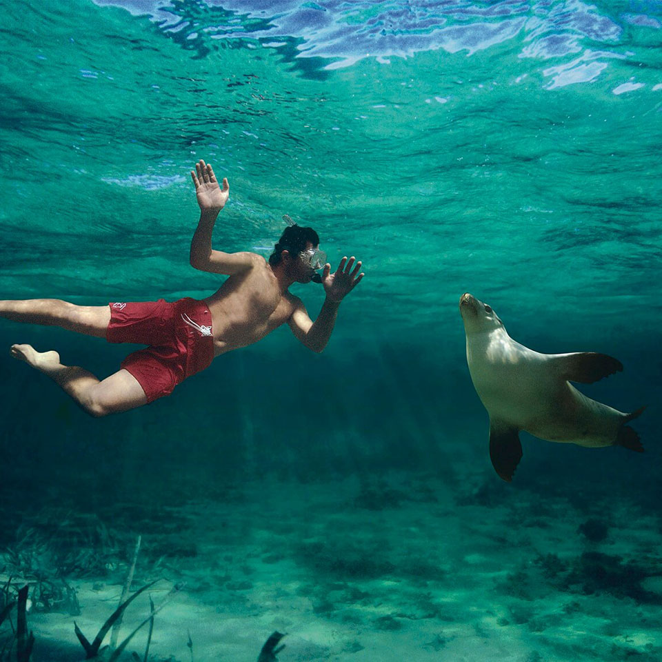 South Australia Tours Sea Lions