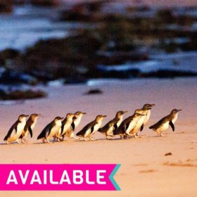 Phillip Island Day Tour Phillip Island Day Tour