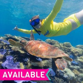 Half Day Reef Trip on Ocean Safari Half Day Reef Trip on Ocean Safari