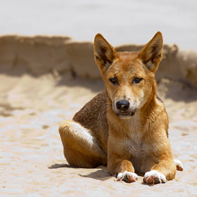 fraser island tour dingoes