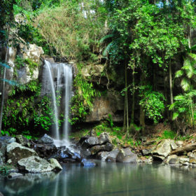 Rainforest and Wildlife Window to the Wilderness tour Rainforest and Wildlife Window to the Wilderness tour