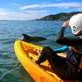 Byron Bay Kayak with Dolphins Byron Bay Kayak with Dolphins