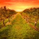 Hunter Valley Winery Sunset