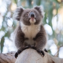 Koala Mikkira