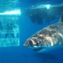 shark cage diving