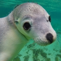 cute sea lion