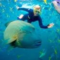 1 Day Whitsundays Tour - snorkelling