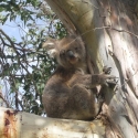 Koala Viewing Great Ocean Road