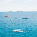 2-day-whitsundays-tour-with-hammer-whales