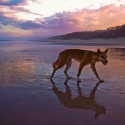 sunset dingoes fraser island