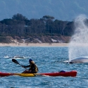 Kayak with whales