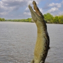 Jumping Croc