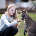 Tasmania One Day Tour - Bonorong Wildlife park Wallaby