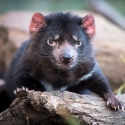 1 DAy Tasmania Tour Bonorong Tassie Devil