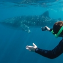 Exmouth Whale Shark