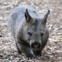 Currumbin Wildlife Sanctuary