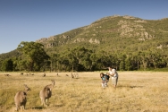 Kangaroos in the Grampians