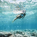 Greyhound Great Barrier Reef