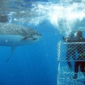 Perth to Adelaide Tour - Shark Diving Eyre Peninsula