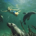 Perth to adelaide tour - swimming with sea lions