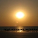 Cable Beach Sunset Camel Ride