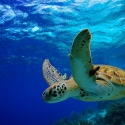 Great Barrier Reef Swimming with the turtles