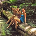 Fraser Island Rainforest