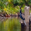 Noosa Everglades