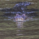 Cape Tribulation Crocodile Spotting