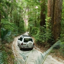 rainforest fraser island