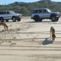 Fraser Island Dingos
