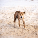 3 day fraser island 4WD tag along camping tour - Dingo