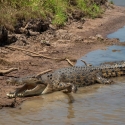 corroboree-billabong-boat-cruise