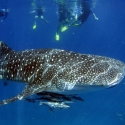 Whaleshark Snorkelling