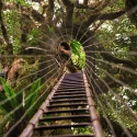 Tree Top Canopy Walk Lamington park