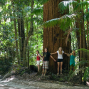 Fraser Island Forest