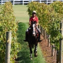 Mornington Peninsula Tour