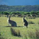 Wilsons Prom Kangaroos