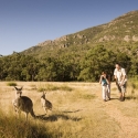 Grampians Day Tour - Kangaroos