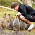 Feeding Wallabies