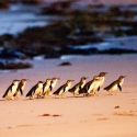 Little Penguins