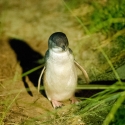 Little Penguin