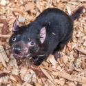 Tasmanian Devil
