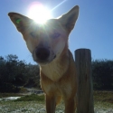 Fraser Island Dingos