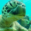 Whitsundays Turtle