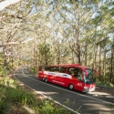 Greyhound Bus