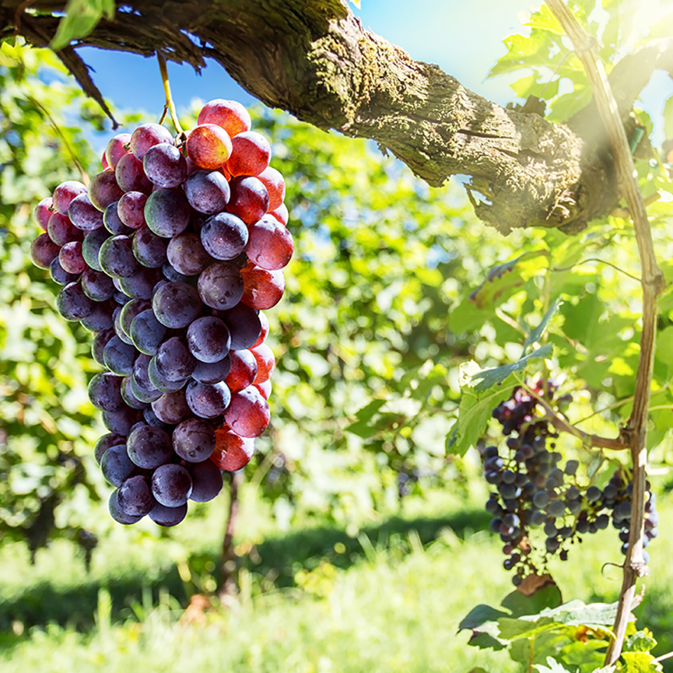 australian winery tours red wine grapes